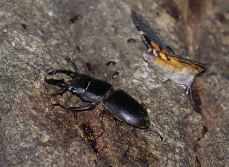 ヒラタクワガタ1♂、キシタバ_凄いコナラ_2023年6月5日20時45分 気温20.8度